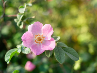 Dog rose, Rosa canina, climbing wild rose blooming in a park, close up with selective focus