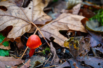 Tiny orange mushroom growing in fall leaf litter on the forest floor, nature background