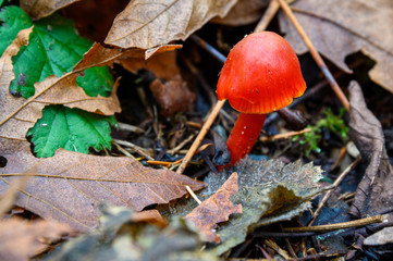 Tiny orange mushroom growing in fall leaf litter on the forest floor, nature background