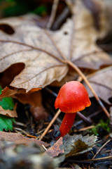 Tiny orange mushroom growing in fall leaf litter on the forest floor, nature background
