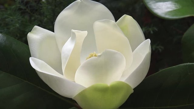 A large, creamy white southern magnolia Magnolia Grandiflora flower blossom close up on the tree