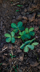 Peanut plants with fresh leaves. Good care makes more crops