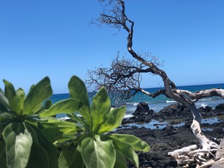 tree on the beach