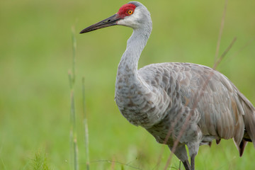 A closeup shot of a Sandhill Crane in a green field.