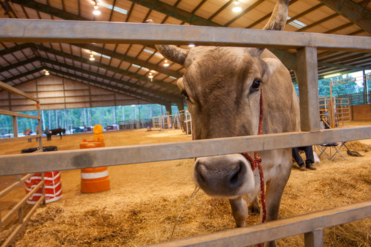 A closeup of a curious bull at a county fair.