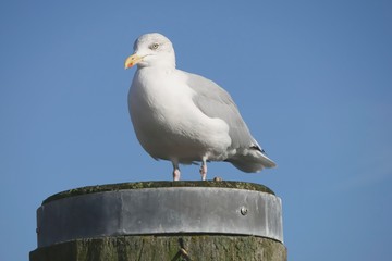 hoernum 88