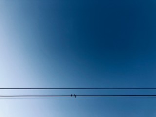 birds on wires over blue sky background
