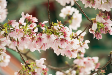 Fototapeta na wymiar Cherry blossoms are in full bloom at Tianyuan temple, Taipei, Taiwan