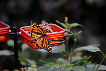 Fototapeta na wymiar Monarch Butterly
