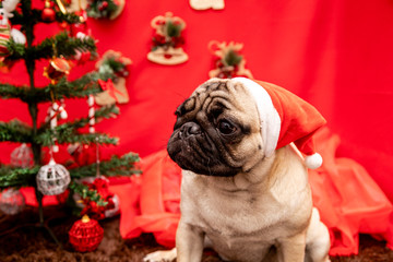 Christmas pet photography with pug dog.  