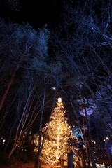 森の中のクリスマスの灯りと月