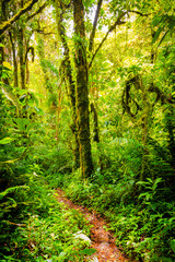 Footpath through thick, green jungle