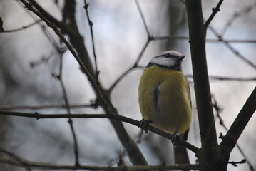 Male herrerillo resting in a tree