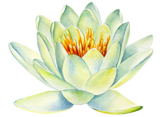 white lotus flower on an isolated white background,  hand drawn painting, water lily