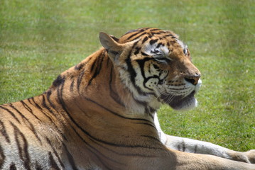 Tiger resting in the zoo