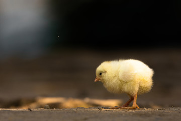 Alone chick