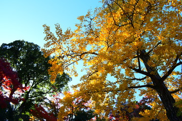 色付く銀杏