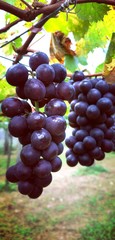 bunch of grapes on the vine