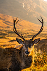 Monarch of the Glen: Red Deer Stag in Glen Etive, Scotland