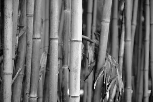 Black and white image of bamboo trees