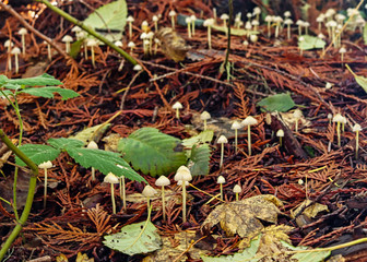 Mushrooms in the forest