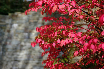 Colorful autumn leaves in bright red
