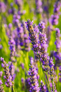 Lavender plant in full flower in Provence, France © Daniel