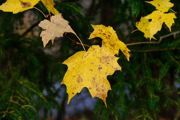Yellow autumn leaves with evergreen trees in the background