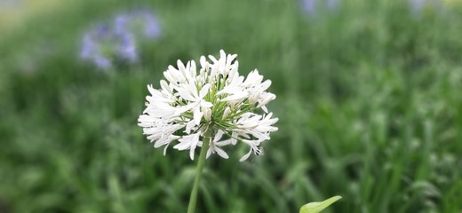 white flower in spring 