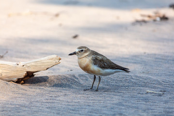  New Zealand Dotterel