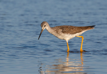 Greater Yellowlegs (Tringa melanoleuca) feeding in shallow water along ocean coast, Galveston, Texas, USA.