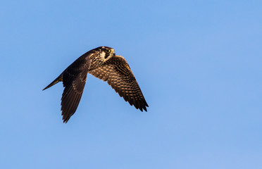 Young peregrine falcon (Falco peregrinus) flying in blue sky, Galveston, Texas, USA