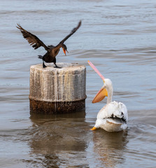 Neotropic cormorant (Phalacrocorax brasilianus) taking a stand against white pelican (Pelecanus...