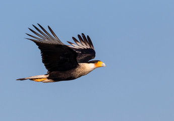 Northern crested caracara (Caracara plancus) flying in blue sky, Galveston, Texas, USA.