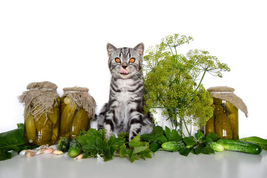 Isolated on white background cat lickens near pickled сucumber in glass bank. Umbrellas of dill, horseradish, cloves of garlic, currant branches, cherry branches and fresh cucumbers.