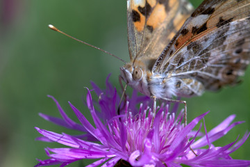 Falter an der Arbeit