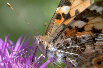 Falter an der Arbeit