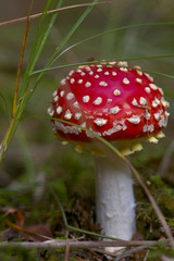 Amanita muscaria