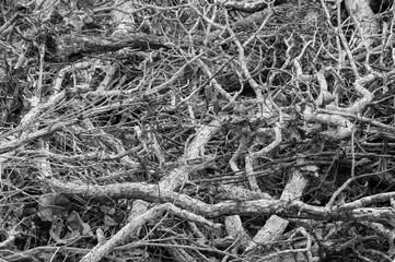 brutality in grayscale - deforestation of the brazilian cerrado