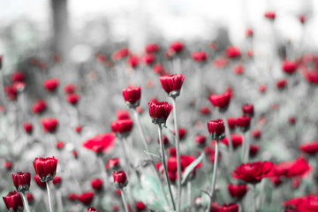 beautiful reddish flowers with a monochrome and blurry background