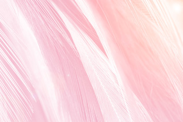 Beautiful soft pink color trends feather pattern texture background with orange light