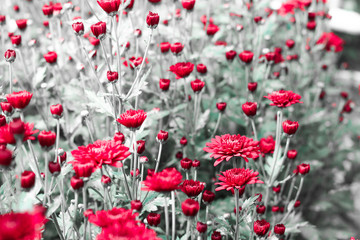 beautiful reddish flowers with a monochrome and blurry background