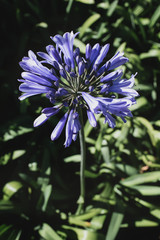 Agapanthus africanus or African lily flowers in the garden.Violet flower background.