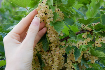 Girl's hand touches the yellow currant berries on the bush.