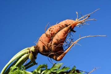 ニンジンの収穫、少々残念、初めての畑、いい加減な耕し方をしたための失敗例、野菜イメージ素材、青空