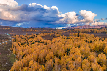 Xinjiang Hemu birch forest autumn scenery. 