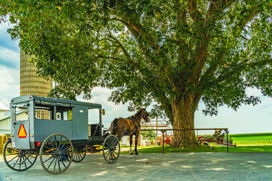 Amish horse and buggy under the big tree field agriculture in Lancaster, PA US