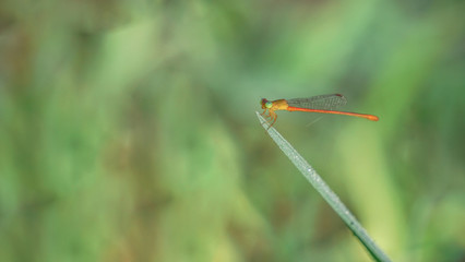 Dragonfly perched on a green leaf.