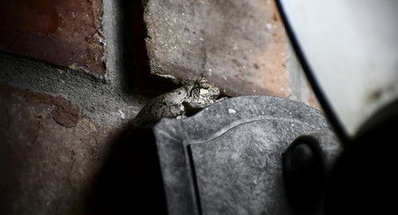 Frog sitting on a wall lamp