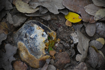 Cool rock near a yellow leaf